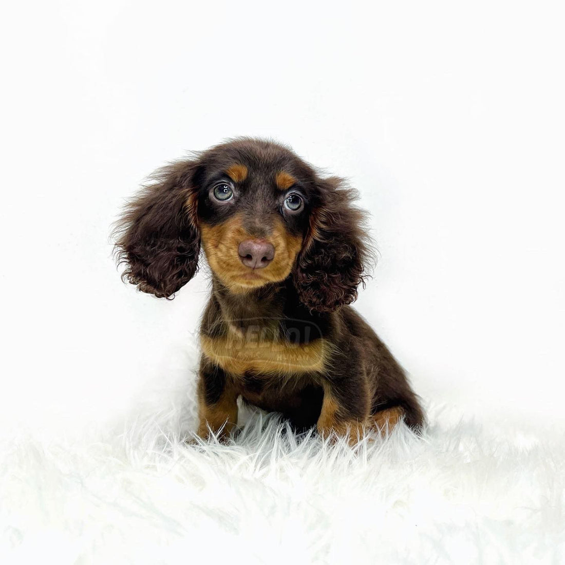 Kinkuu Chocolate & Tan Long-Haired Miniature Dachshund (Female)