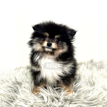 Lil Koruu Black & Tan Mini Pomeranian (Male)